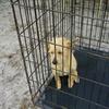 Cute Puppy contact the Hardee County Animal Services they have dogs and cats you can adopt for onl.y $10. 