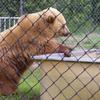 The Bear exhibit 