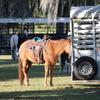 Nice horse