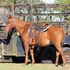 a beautiful horse 