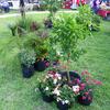 AG Land Services plants