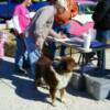 Dog - Rockie comes to get check out he's with owner Buck Redding