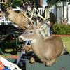 Nice Deer from Bad to the Bone Taxidermy. net